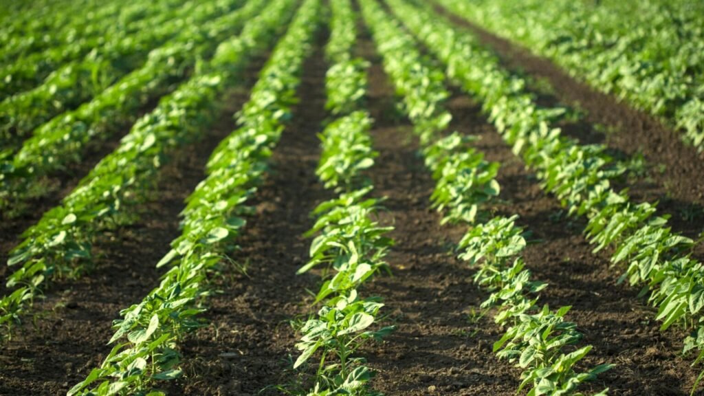 Dá para viver cultivando e vendendo hortaliças?