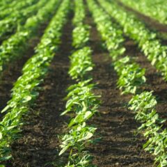 Dá para viver cultivando e vendendo hortaliças?